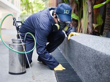 Pest Control services in Chennai