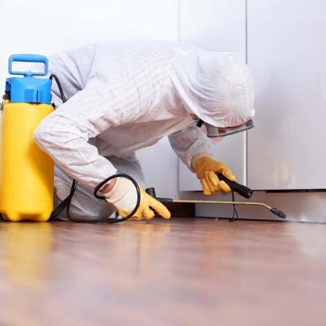 Pest Control Service in Chennai